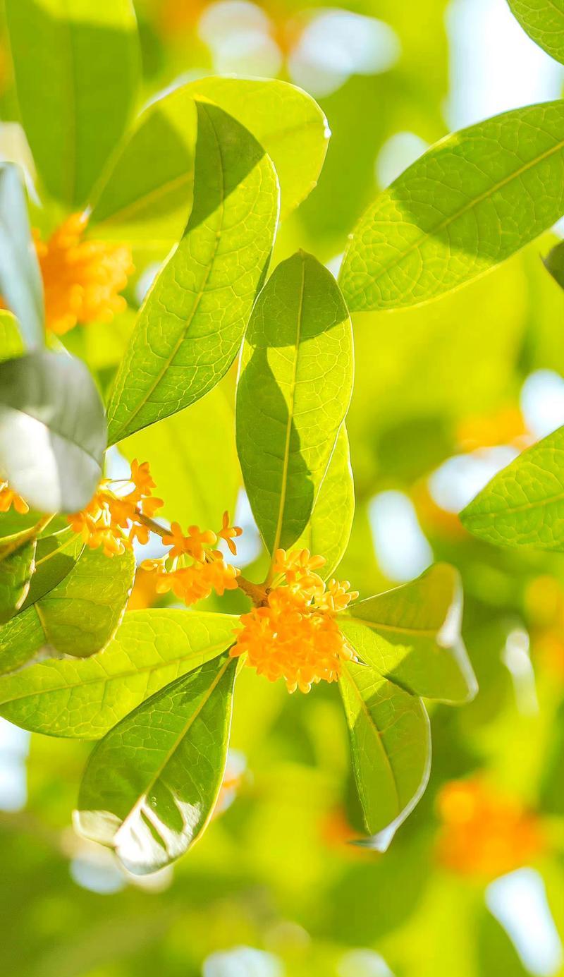橙黄色的花语是什么？橙子黄色的花代表什么？