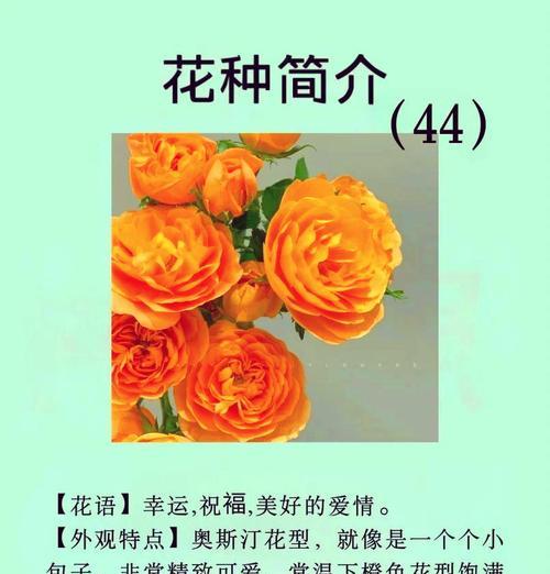 花语传说中的花语是什么意思？