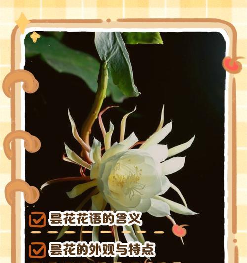 花语传说中的花语是什么意思？
