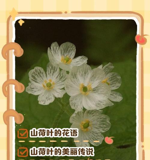 花语传说中的花语是什么意思？