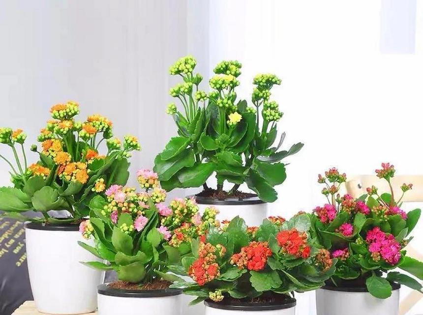 哪些花象征健康？如何选择寓意健康的花卉？