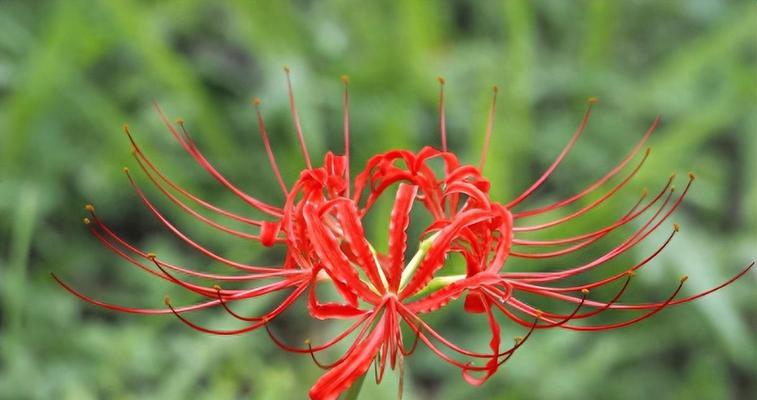 红色花代表什么寓意？红色花卉的象征意义是什么？