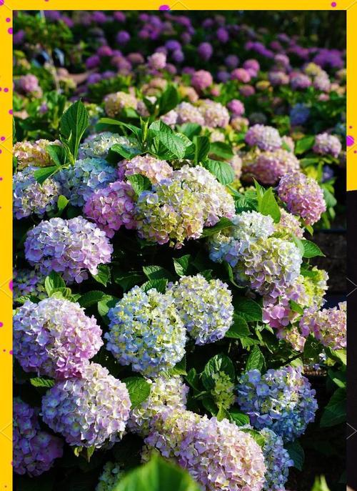 什么花寓意富贵子？它们的花语有哪些？