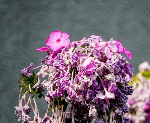 什么花寓意富贵子？它们的花语有哪些？