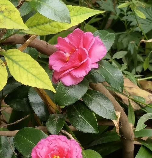 黑色海芋花代表什么？它的寓意是什么？
