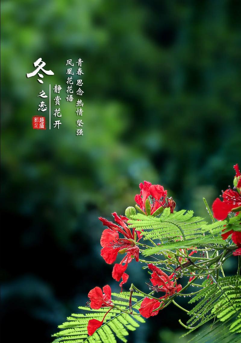 哪种花的花语表示如意？