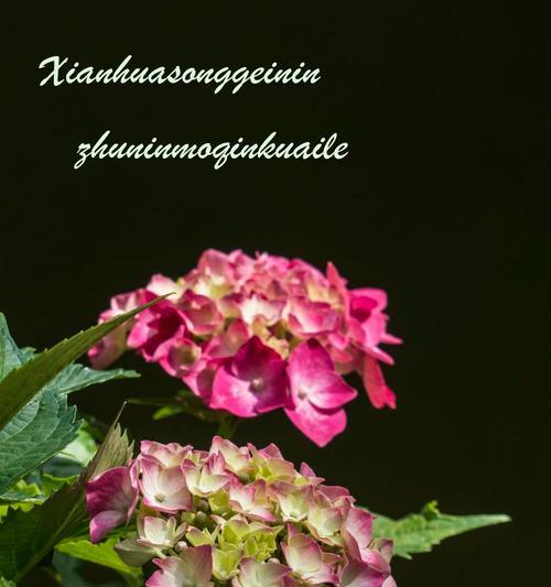 哪种花的花语表示如意？