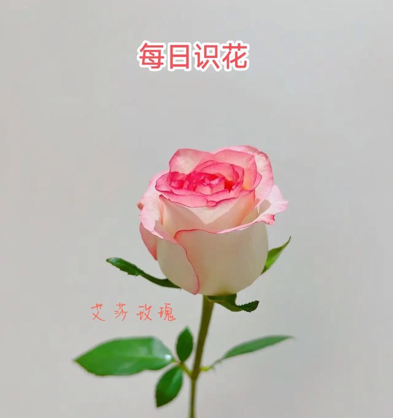 白色带灯玫瑰花代表什么？它的寓意是什么？