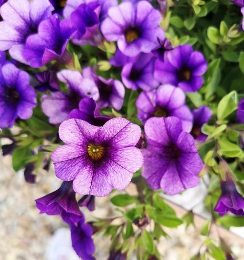 两朵紫色牵牛花的寓意是什么？牵牛花的花语有哪些？
