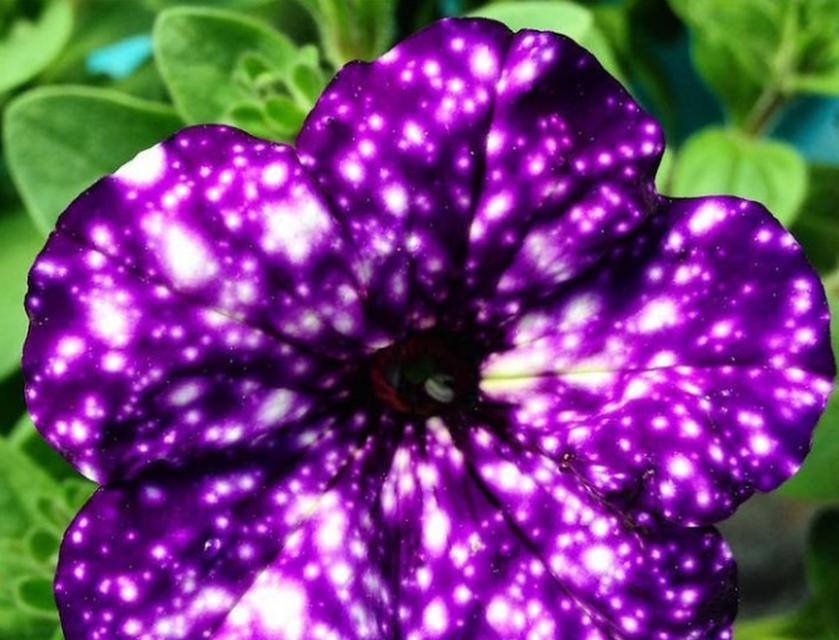 两朵紫色牵牛花的寓意是什么？牵牛花的花语有哪些？