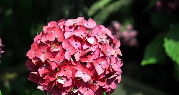 哪些花寓意团结和谐？团结和谐花的象征意义是什么？