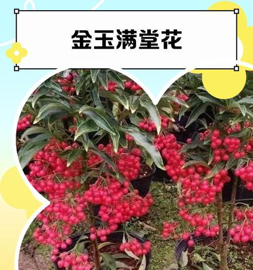步步高升花寓意何在？象征意义是什么？