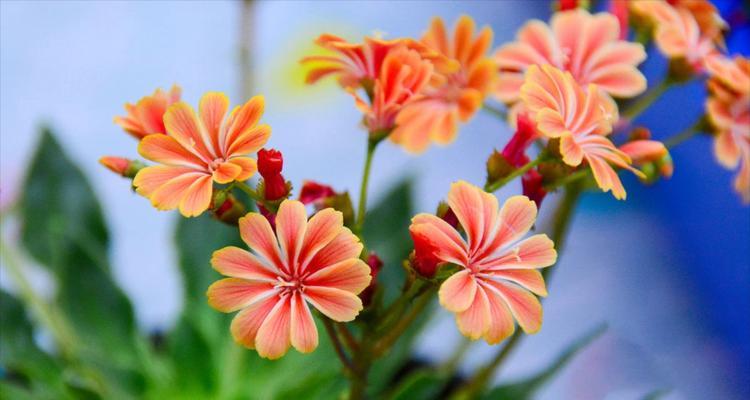 寓意是平安健康吉祥的花有哪些？它们各自代表什么？