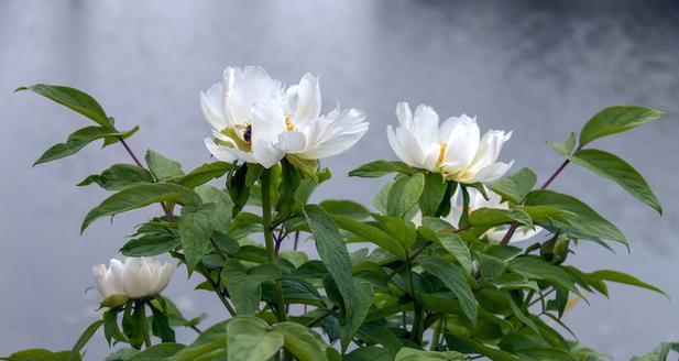 白色牡丹花的花语是什么？它有哪些特别的寓意？