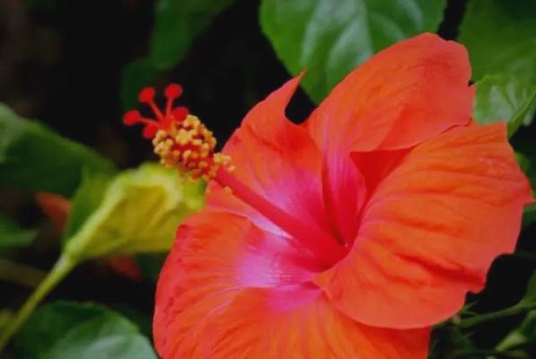 哪种花象征着成功？