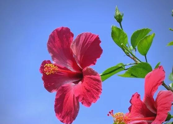 哪种花象征着成功？