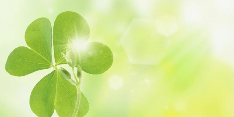 麦子手捧花代表什么？它的寓意有哪些？
