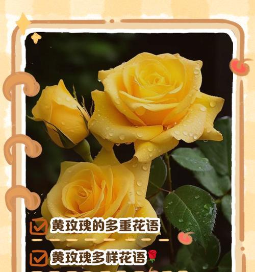 永生花的黄色的含义是什么？