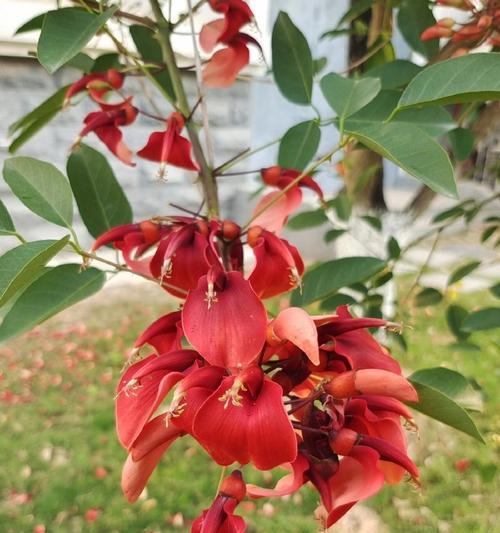 红色花朵在爱情中代表什么？红色花朵寓意爱情的深层含义是什么？