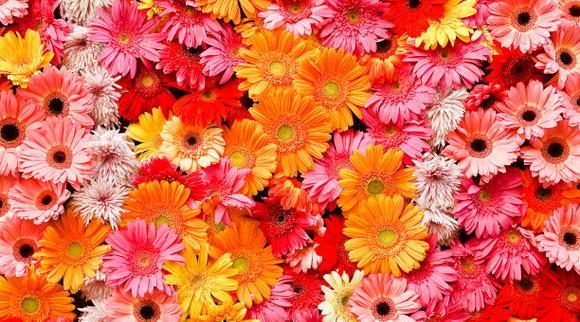 红色金盏花的寓意是什么？金盏花有哪些不同的颜色和含义？