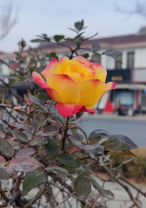 哪些花象征勇敢和浪漫？
