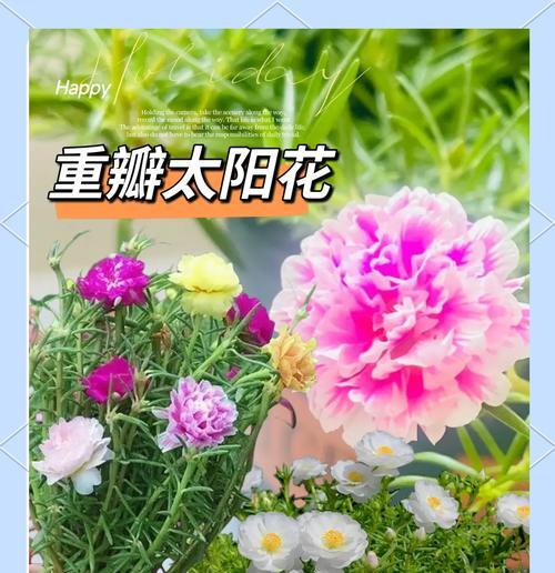 粉色太阳花寓意着什么？