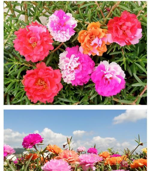 粉色太阳花寓意着什么？