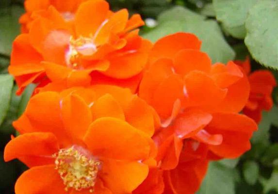 朋友送的橘红色的花寓意是什么？橘红色花代表什么？