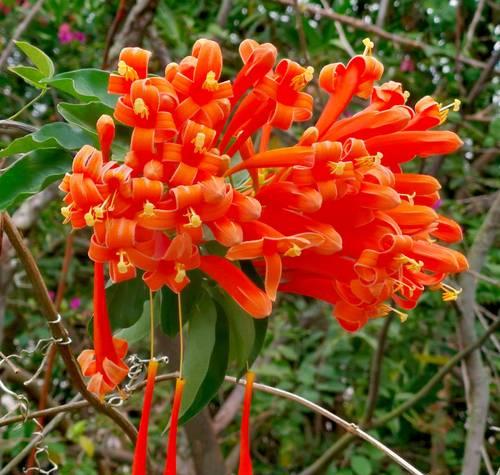 朋友送的橘红色的花寓意是什么？橘红色花代表什么？