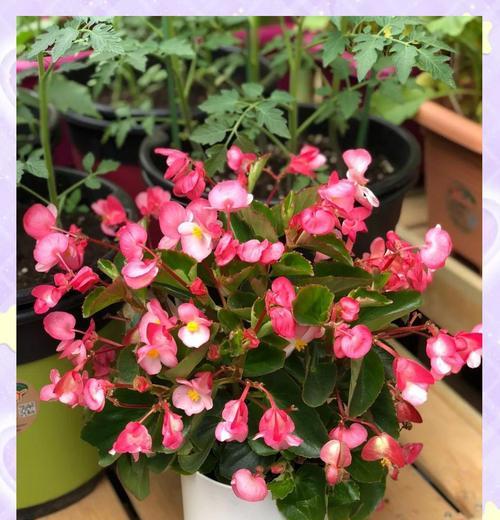 四季分别象征哪些花？四季花语有哪些？