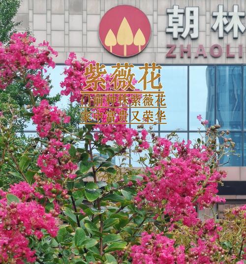哪种花寓意吉祥富贵和平安？