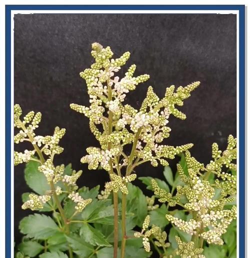 什么花代表爱情？花语中爱情的象征是什么？