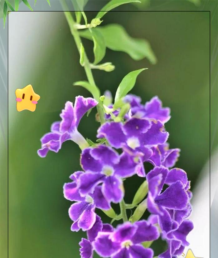 紫色连翘花寓意着什么？