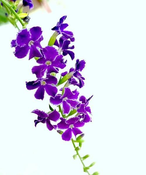 紫色连翘花寓意着什么？