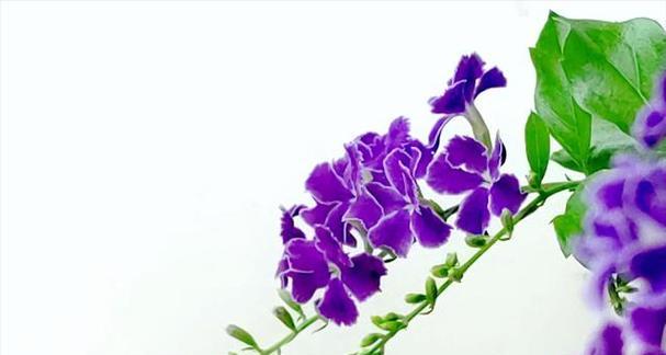 紫色连翘花寓意着什么？