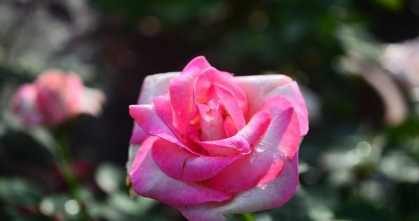 粉色月季花的寓意和花语是什么？