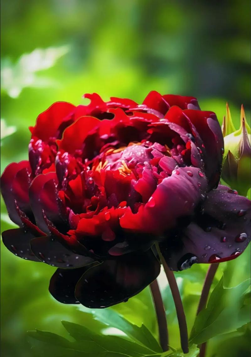 哪种花象征好运？它的花语是什么？