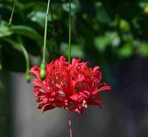 哪种花象征好运？它的花语是什么？