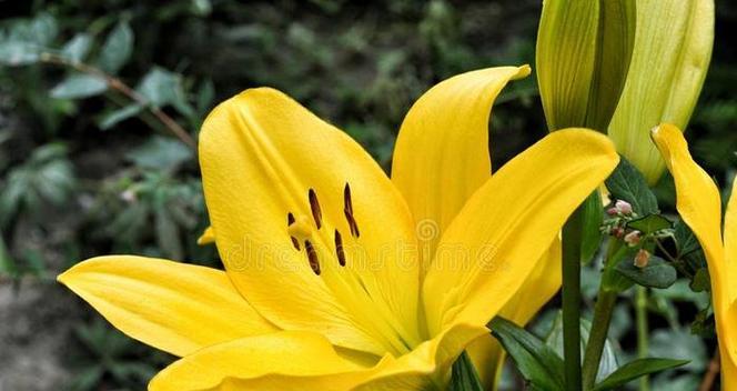 金色百合花代表什么？金色百合花的寓意是什么？