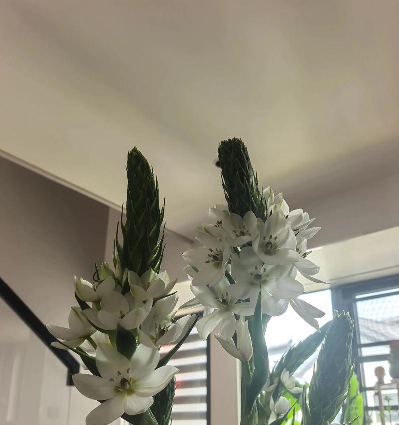 哪种花同时象征爱情和友情？