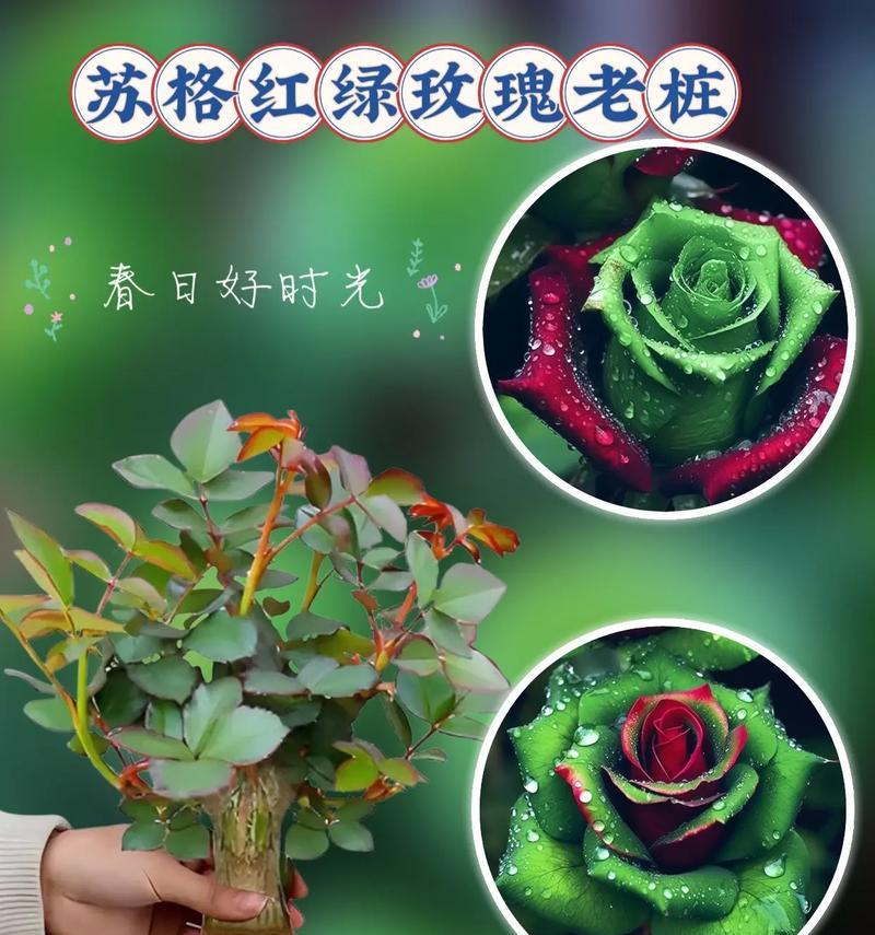 绿色苏格兰花的花语是什么？