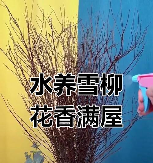 干枝雪柳的花语是什么？它象征着怎样的浪漫？