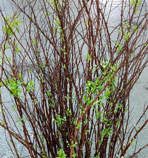 干枝雪柳的花语是什么？它象征着怎样的浪漫？