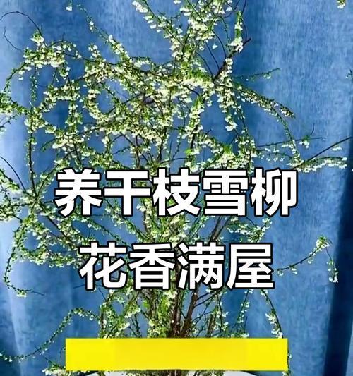 干枝雪柳的花语是什么？它象征着怎样的浪漫？