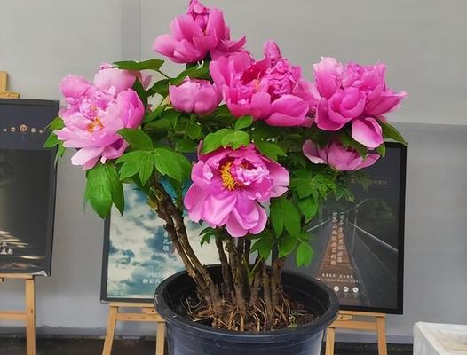 春节摆放哪种花有特别寓意？