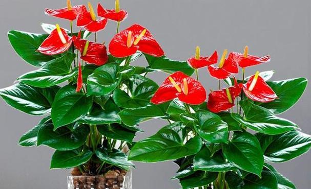 春节摆放哪种花有特别寓意？