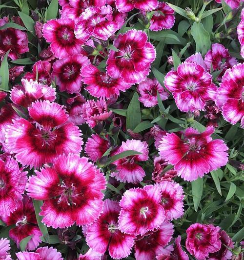 永恒的象征是什么颜色的花？永恒颜色花的含义是什么？
