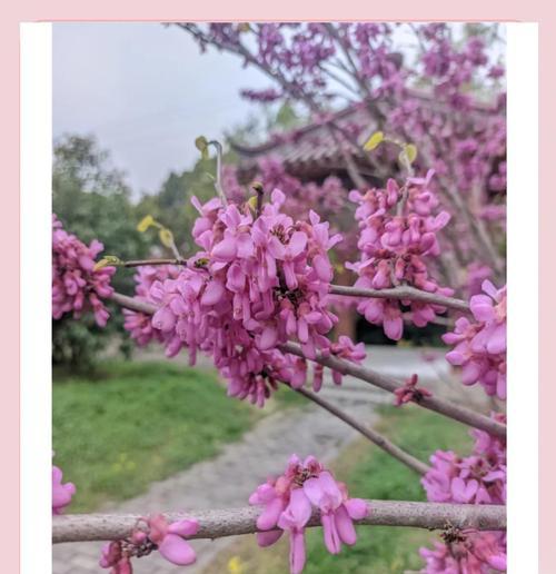 永恒的象征是什么颜色的花？永恒颜色花的含义是什么？