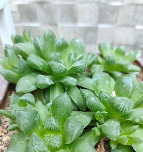 幸福寓意的绿花是什么花？