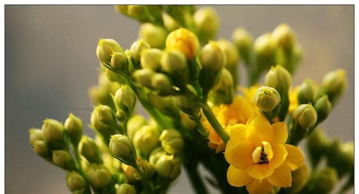 黄色的长寿花寓意是什么？